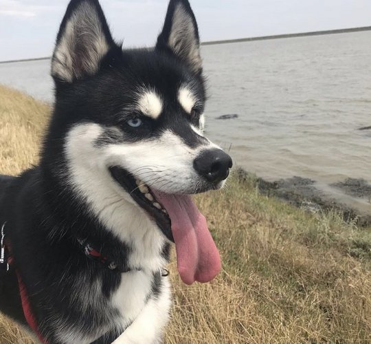 Siberian Husky