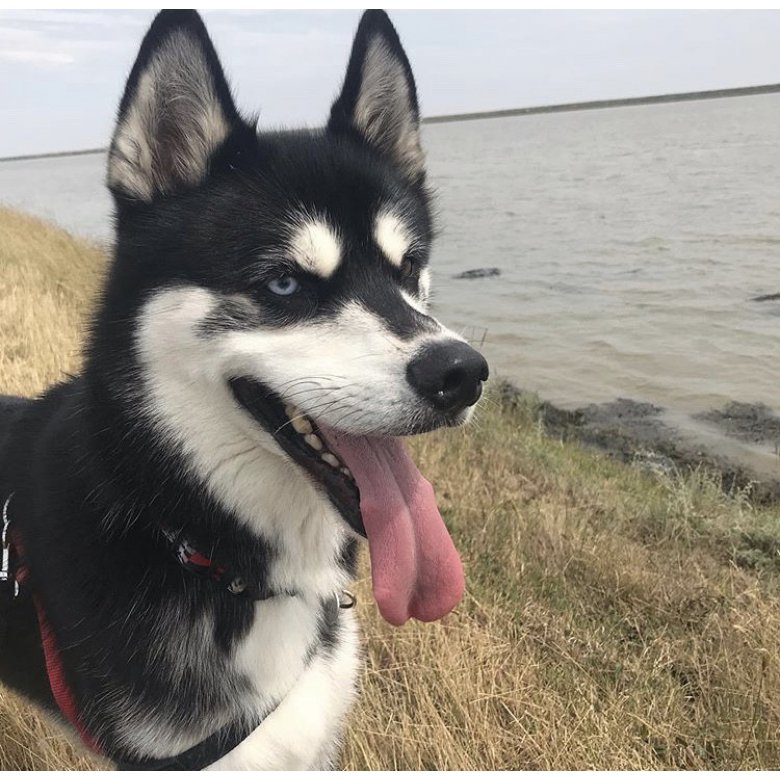 Siberian Husky