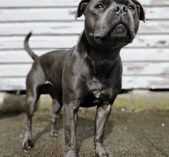 Staffordshire Bull Terrier