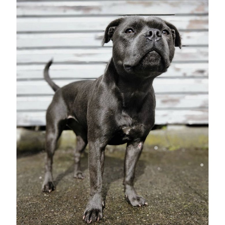 Staffordshire Bull Terrier