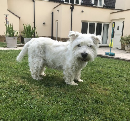 West Highland White Terrier