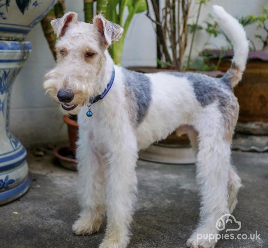 Wire Fox Terrier