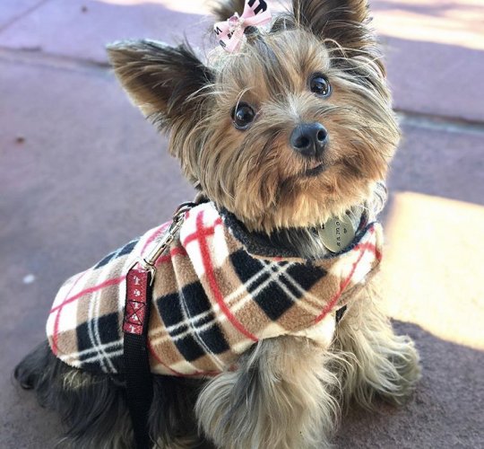 Yorkshire Terrier