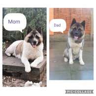 Akita - Both