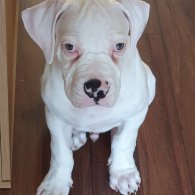 American Bulldog - Dogs