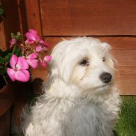 Bichon Frise - Dogs