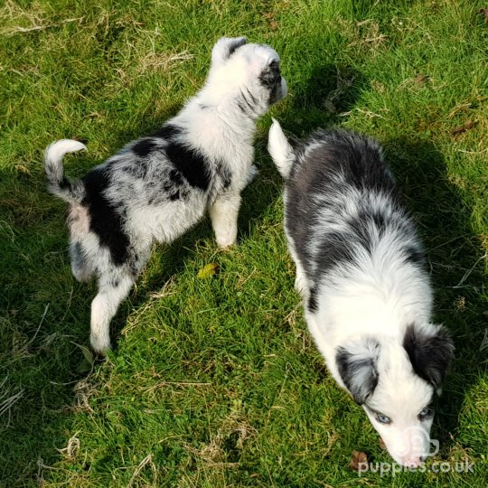 Border Collie - Dogs