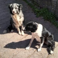 Border Collie - Both