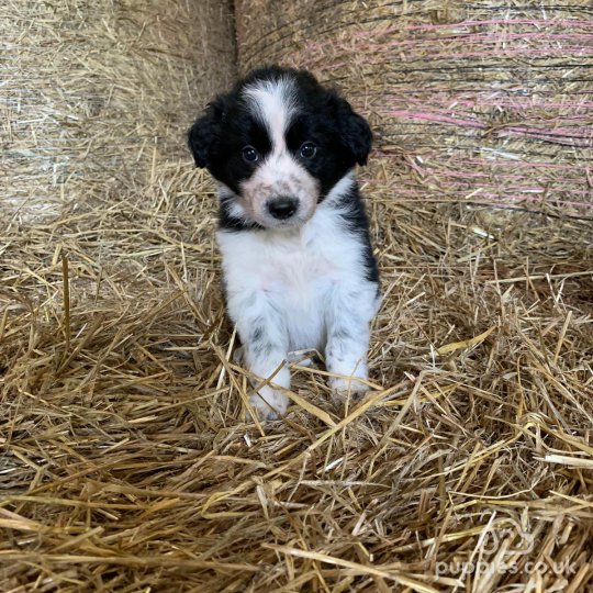 Border Collie - Dogs