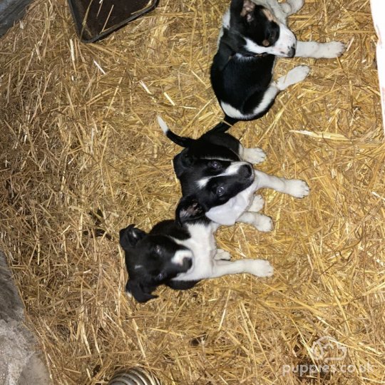 Border Collie - Dogs