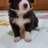 Border Collie - Both