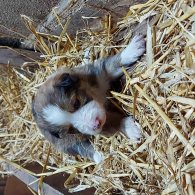 Border Collie - Both