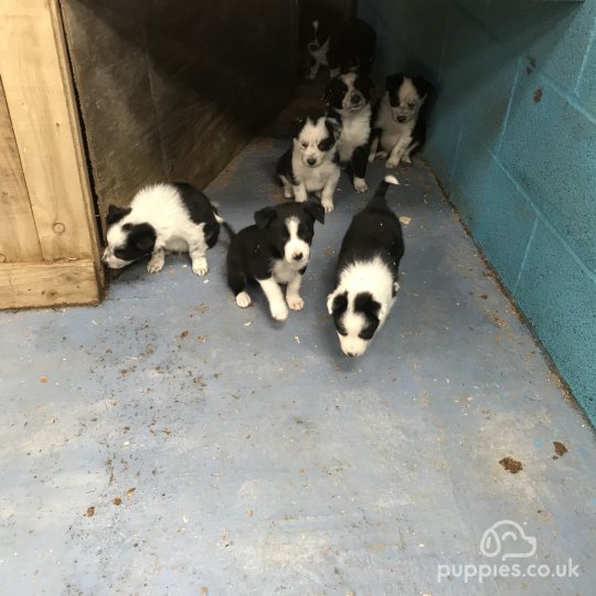 Border Collie - Dogs