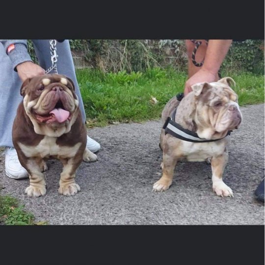 Bulldog - Both