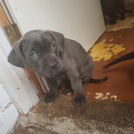 Cane Corso - Both