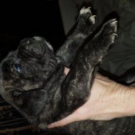 Cane Corso - Both