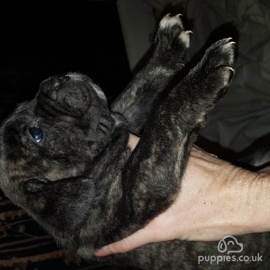 Cane Corso - Both