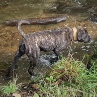 Cane Corso - Both