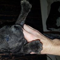 Cane Corso - Both