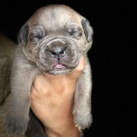 Cane Corso - Both