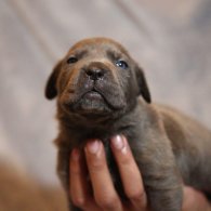 Cane Corso - Both