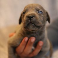 Cane Corso - Both