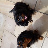 Cavalier King Charles Spaniel - Dogs