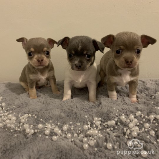 Chihuahua - Dogs