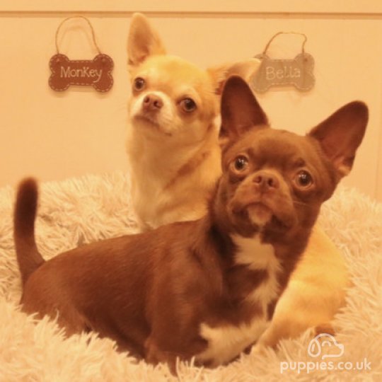 Chihuahua - Both