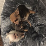 Chihuahua - Bitches