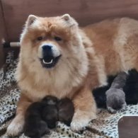 Chow Chow - Both