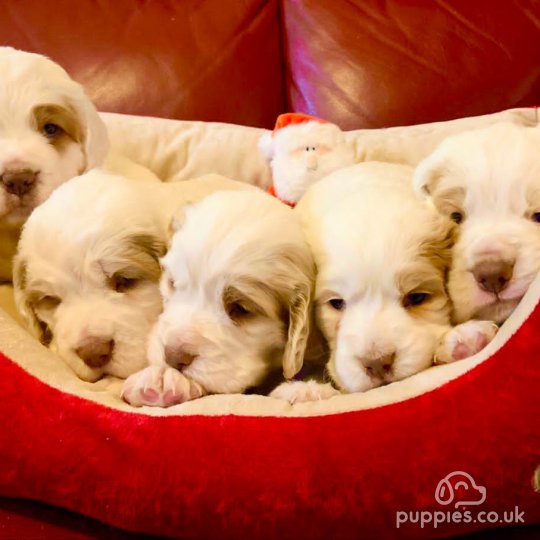 Clumber Spaniel - Both