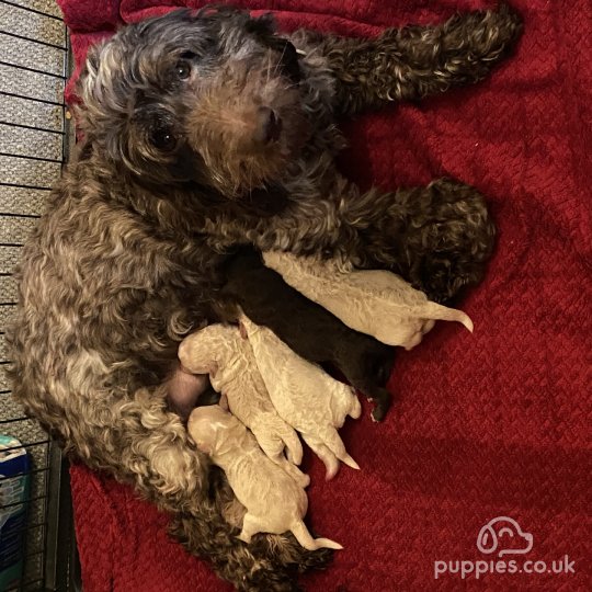 Cockapoo - Both