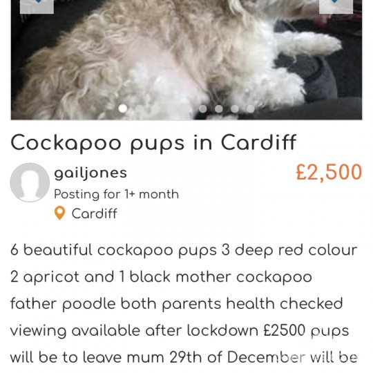 Cockapoo - Both