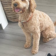 Cockapoo - Both