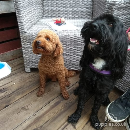 Cockapoo - Both