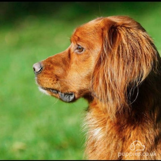 Cocker Spaniel - Both