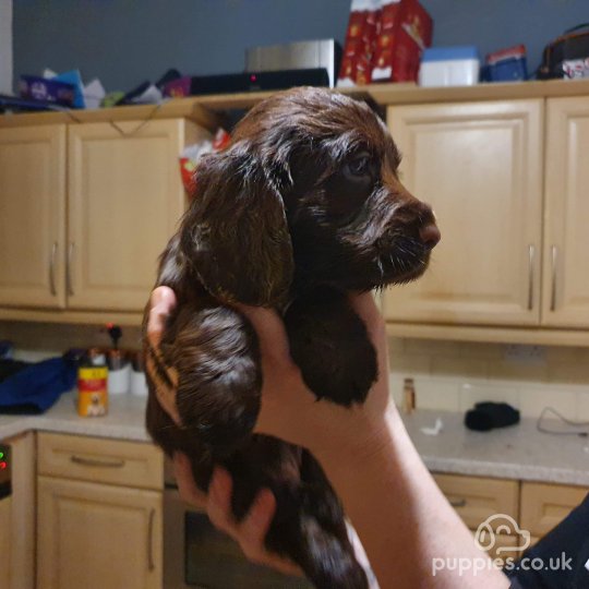 Cocker Spaniel - Both