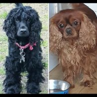 Cocker Spaniel - Dogs