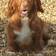 Cocker Spaniel - Dogs