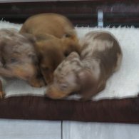 Dachshund - Both