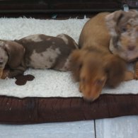 Dachshund - Both