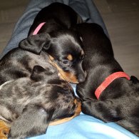 Dachshund - Dogs