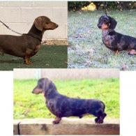 Dachshund - Dogs