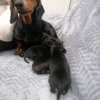 Dachshund - Dogs