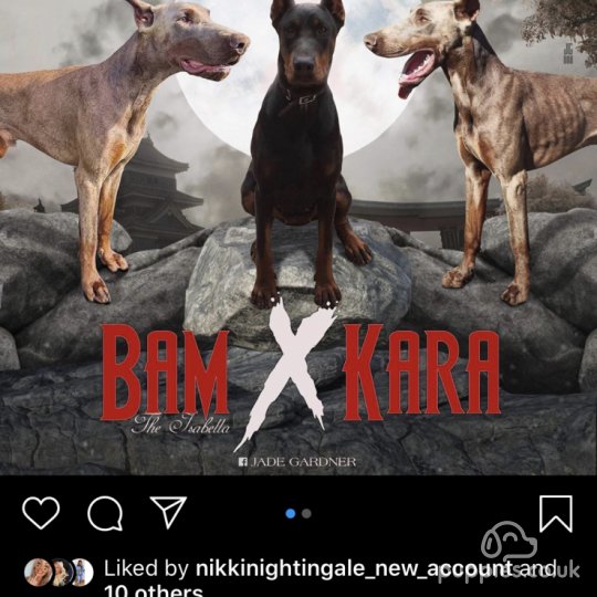 Doberman - Both