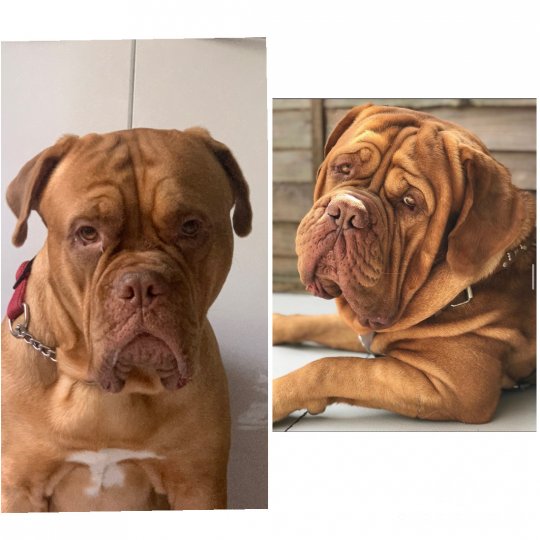 Dogue De Bordeaux - Both