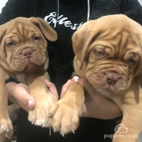 Dogue De Bordeaux - Dogs