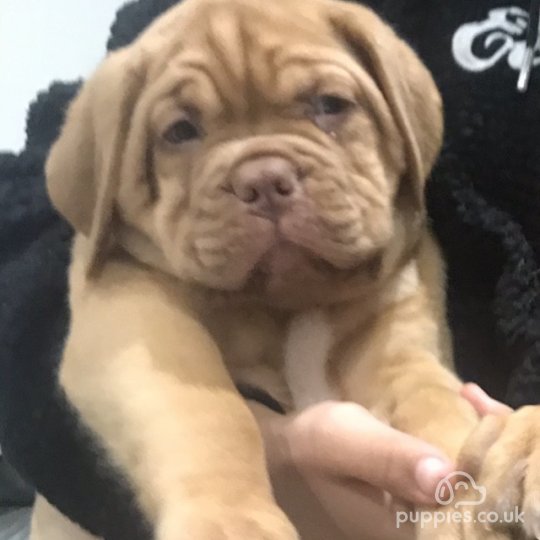 Dogue De Bordeaux - Dogs