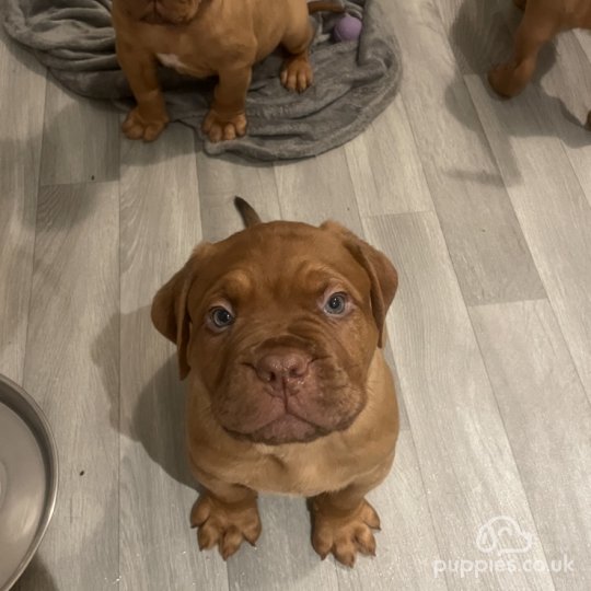 Dogue De Bordeaux - Both